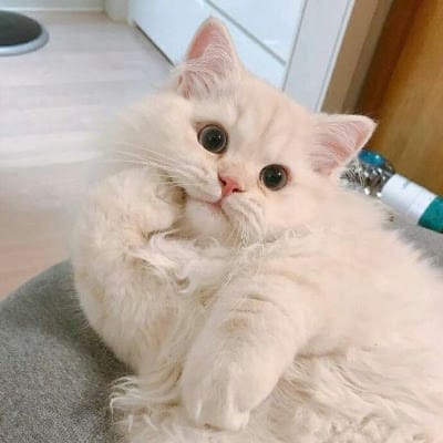 Anthony Ginting avatar